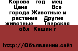 Корова 1 год 4 мец › Цена ­ 27 000 - Все города Животные и растения » Другие животные   . Тверская обл.,Кашин г.